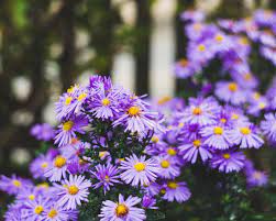 Check spelling or type a new query. Bunga Aster Ciri Makna Filosofi Jenisnya Three Bouquets