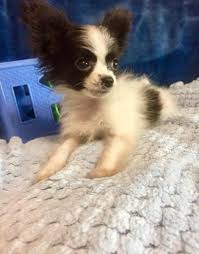 This is tres (in oregon) he is a 7 year old house trained papillion. Papillon Puppy For Sale Adoption Rescue For Sale In Alexis North Carolina Classified Americanlisted Com