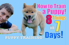 How To Train Your Puppy 8 Things In 7 Days Stop Puppy Biting Come St Puppy Training Puppy Biting Training Your Puppy