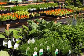 Shop for raised garden beds in garden center. Shop For Organic Seedlings At Fig Earth Supply Pop Up Nursery Baltimore Sun