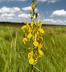 Image result for Eulophia angolensis