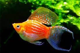 Bahas Ikan Molly Si Ikan Balon Yang Lucu Suka Ikan