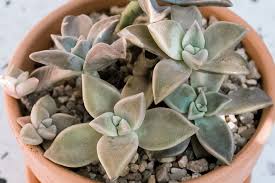 Echeveria agavoides lipstick aka 'red tip' is a choice cultivar with. Ghost Plant Succulent Care And Growing Guide