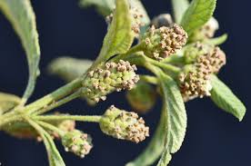 Image result for Lippia woodii