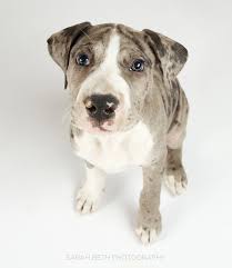 It's all part of our leave no dog behind mission, which puts pets first—whether we're helping our readers to plan unforgettable dogcations or building. Great Dane Rescue Of Minnesota Wisconsin May Rescue Of The Month Minneapolis St Paul Pet Photography Joy Sessions