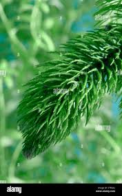 Image result for Ceratophyllaceae