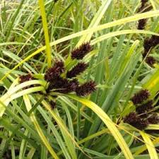 Image result for Cyperus tenax