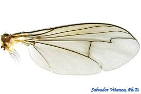 Image result for Dolichopentas