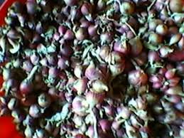 Cumparati cele mai calitative modele la cele mai bune oferte online. Bulbili Arpagic De Ceapa Egipteana Umblatoare 30 Lei Pe Kg Stoc Indisponibil Pe 2020 Estrelita