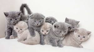 Buying kittens for sale and cats for sale could cost hundreds of dollars; British Shorthair Price Personality Lifespan