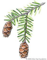 Tree Identification Guide At Arborday Org Tree Identification Watercolor Trees Plant Illustration