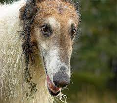 It is naturally respectful for humans, with good manners. Borzoi Dog Breed Information Pictures Characteristics Facts Dogtime