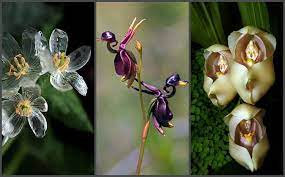 Orchid mysterious rare unique beautiful flowers images. 33 Photos Of Weird Rare Flowers That Look Like Something From A Fairytale Nisha Designs