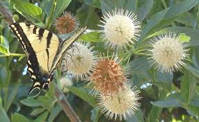 Image result for Caucanthus auriculatus