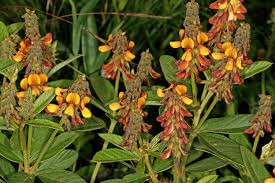 Image result for Eriosema