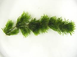 Image result for Ceratophyllum demersum