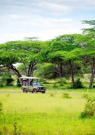 Image result for Dialium holtzii