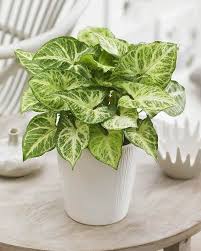 If you grow them indoors, the artificial light will also provide them with a bit of a substitute to direct sunlight. 40 Best Indoor Plants That Don T Need Sunlight Joyful Derivatives