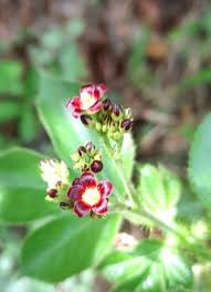 Image result for Jatropha erythropoda