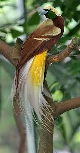 Lesser Bird Of Paradise Images 
