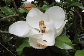 Image result for Pupalia grandiflora