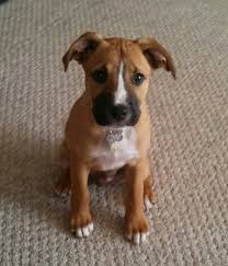 Pitbull Boxer Mix Black And Brown Boxer Lab Puppy 13 Weeks This Looks Like My Dog He S A Rescue Maybe This Is What His Boxer Ness Is Mixed With Boxer Mix Puppies Boxer Lab Mixes Puppy Mix