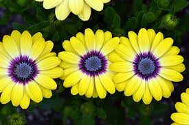 Osteospermum Blue Eyed Beauty 125mm Pot Dawsons Garden World