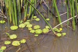 Image result for Menyanthaceae