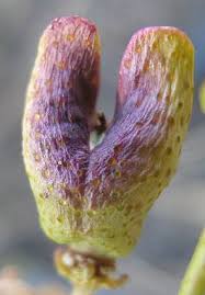 Image result for Thamnosma rhodesica