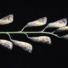 Image result for Sesbania macowaniana