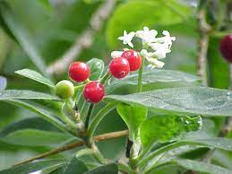 Ipecacuanha roots are collected, chiefly by the indians, during the months of january and february, when the plant is in flower and are the drug is known in commerce as brazilian or rio ipecacuanha. Carapichea Ipecacuanha Wikispecies