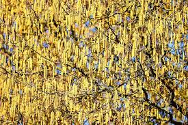 Poczujesz, że swędzą cię oczy, a każde. Kalendarz Pylenia Roslin W Polsce 2019 Dzieki Niemu Zlagodzisz Objawy Alergii Zobacz Co I Kiedy Pyli Najmocniej Gazetalubuska Pl