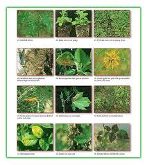 Image Result For Allintitle Lawn Disease Identification