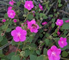 Image result for Pavonia