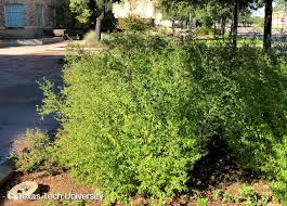 Image result for Aeollanthus ukamensis