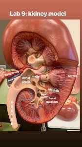 Urinary Sys Kidney Model Basic Anatomy And Physiology Kidney Anatomy Anatomy Models Labeled
