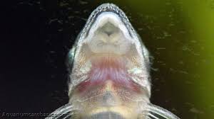 We did not find results for: Otocinclus Catfish Care Food Size Algae Eating Video