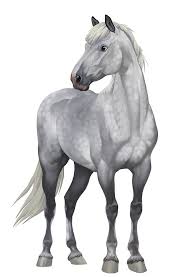 Draw Horses Star Stable Horses Horse Star Horse Drawings