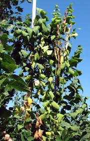 Fera pest and disease factsheets. Plants Resistant Or Susceptible To Verticillium Wilt Pacific Northwest Pest Management Handbooks