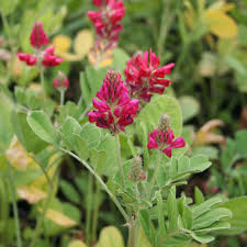 Image result for Hedysarum