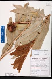 Image result for Acrostichum