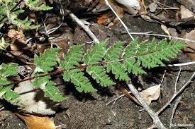 Image result for Cheilanthes similis