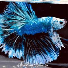 This Is A Stunning Galaxy Green Blue Dragon Scale Rosetail Halfmoon Male Betta I Just Love Love This Guy His Colors Are Gorgeou Betta Fish Betta Green Galaxy