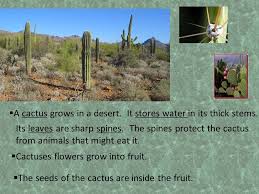 If you plan on foraging cactus, make sure you have positively identified your regional varieties so that protected or harmful varieties are avoided. Chapter 1 Plants Grow And Change Ppt Video Online Download