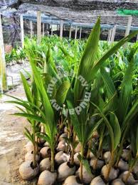 Kelapa pandan wangi istimewa karena memiliki air berasa manis dengan kelapa pandan wangi mulai berproduksi setelah berumur 3 tahun. Benih Kelapa Pandan Kpg Sgg Tulen Garden Items For Sale In Kapar Selangor Mudah My