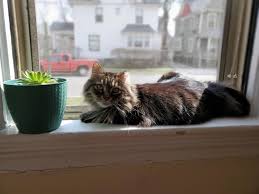 We did not find results for: Plant Protector And Plant Destroyer A Cat Working Hard At Not 1 But 2 Work From Home Jobs Catswithjobs