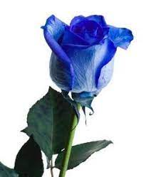 The white rose, for example, is so different from the red rose. How To Dye A White Rose A Different Color Ehow Blue Roses White Roses Blue Rose Meaning