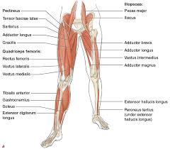 There are around 650 skeletal muscles within the typical human body. Muscles Movement Analysis And Mat Work Pilates Anatomy