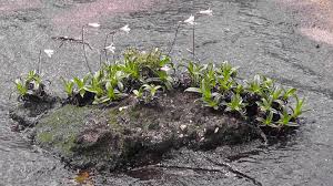 Image result for Xerophyta schlechteri