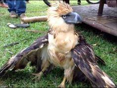 Maybe you would like to learn more about one of these? 8 Phoenix Ideas Philippine Eagle Bald Eagle Animals